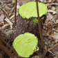Reparasjonskrem for Plante Poding Snitt